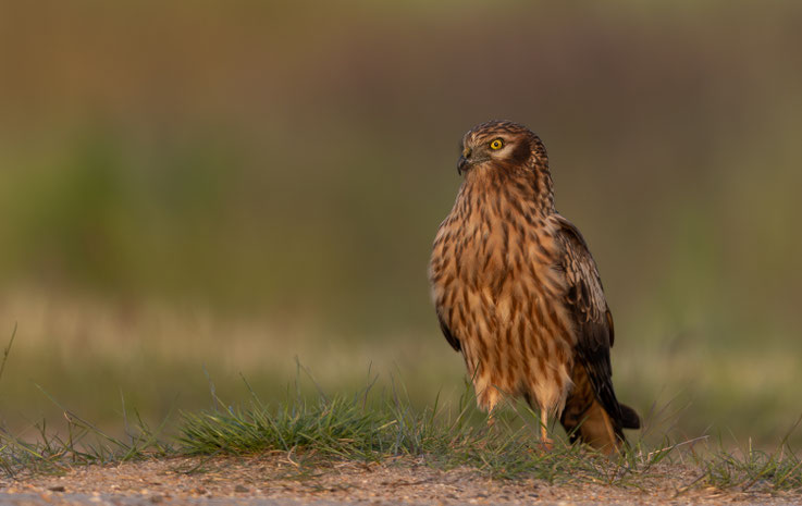 Wiesenweihe (Weibchen, adult)