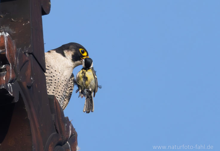 Als Beute kommt nahezu alles, was fliegen kann (bis Entengröße) in Frage. Neben Vögeln sogar Fledermäuse.