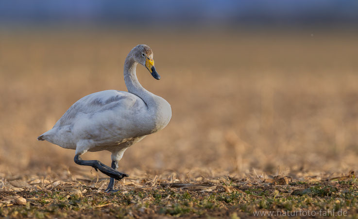 Jungvogel im ersten Winter