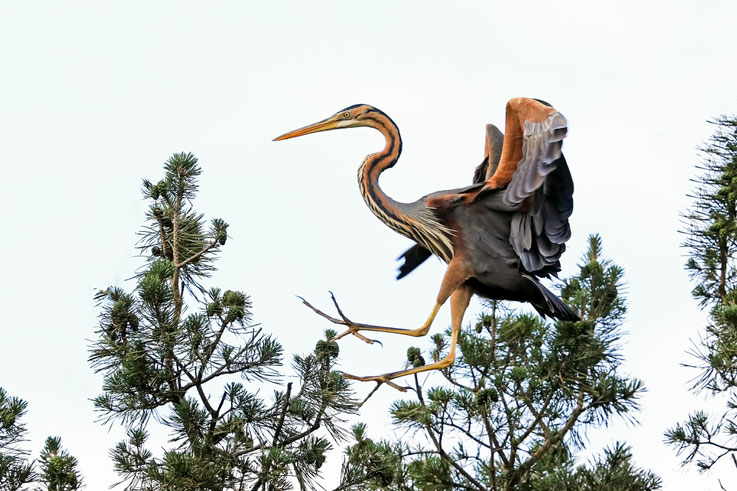 Purpurreiher beim Anflug auf den Nistbaum im Oderbruch, 25.06.2023