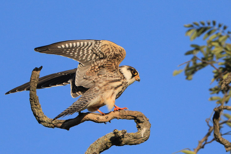 Jungvogel, Oderbruch, 08.09.2024