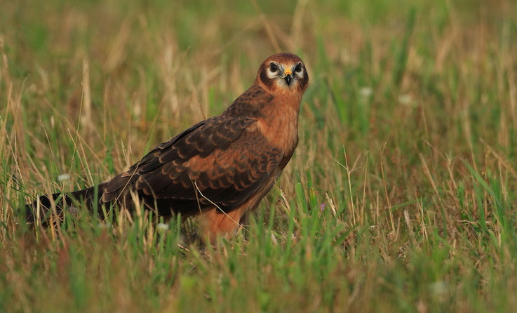 Jungvogel, 19.07.2015