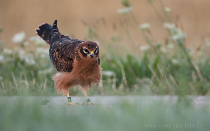 flügger Jungvogel