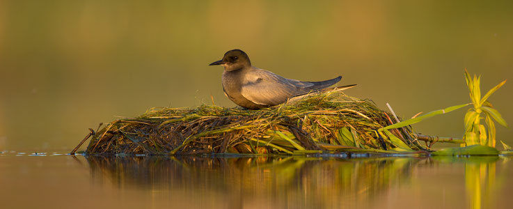 Bild 3: Nisthilfe - gut abgedeckt mit Pflanzenmaterial (hier erste Landung eines Vogels 2 Stunden nach Ausbringen)