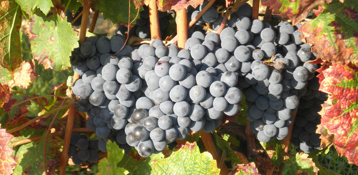 grape varieties of the chateau du payre in cardan_cadillac_bordeaux_merlot_cabernet sauvignon_cabernet franc_semillon_muscadelle