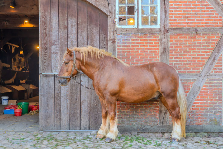 Kaltbult, Pferd, Museumsdorf Volksdorf