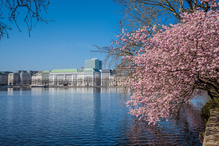 Kirschblüte, Binnenalster, Neuer Jungfernstieg