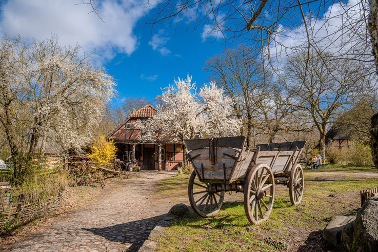 Museumsdorf Volksdorf, Kirschblüte, Ackerwagen