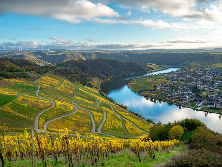 Moselpanorama, Mosel, Piesport, Weinreben