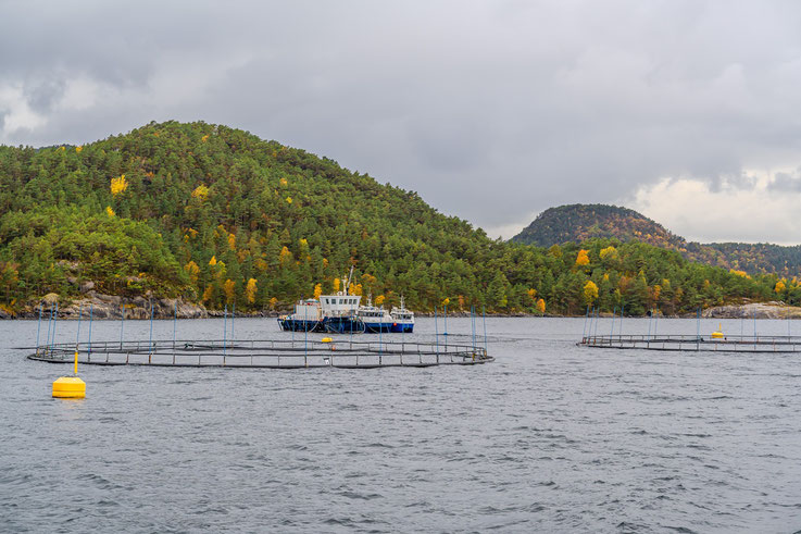 In den Fjorden trifft man immer wieder auf Aquakulturen, zumeist Lachsfarmen. Ökologisch verheerend, wirtschaftlich ein überaus bedeutender Wirtschaftszweig Norwegens.