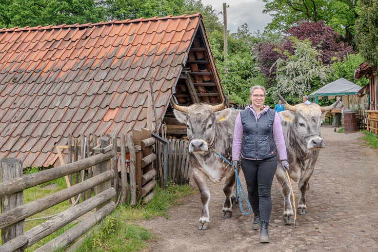 Die Zugtiere kamen teils von weit her. So wie diese beiden Ochsen die auf einem Hof in Norfriesland stehen.