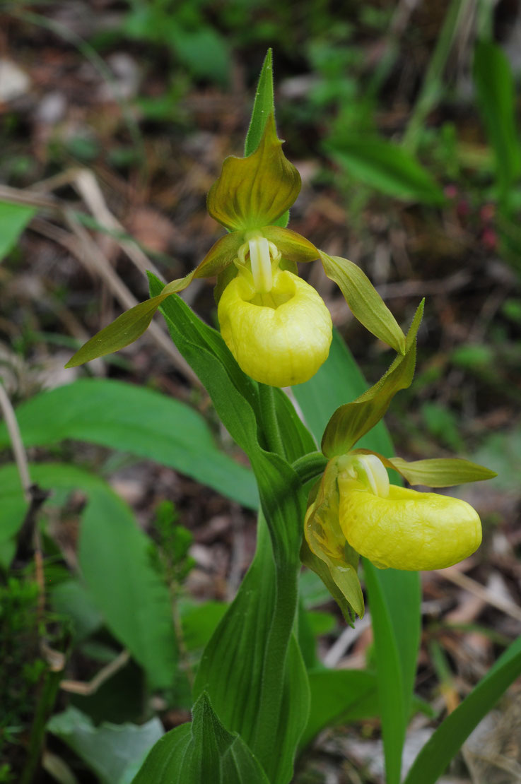 Cypripedium calceolus (Frauenschuh /Goldschuh) 28.5.17 Keine Standortangaben! Bild: Marcel Ambühl