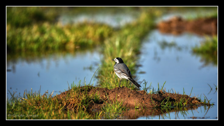 Foto des Tages 22.05.2020 Bachstelze