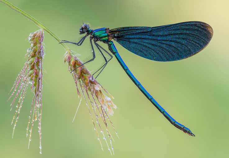 Calopteryx virgo