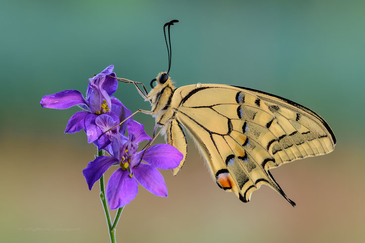 Papilio machaon