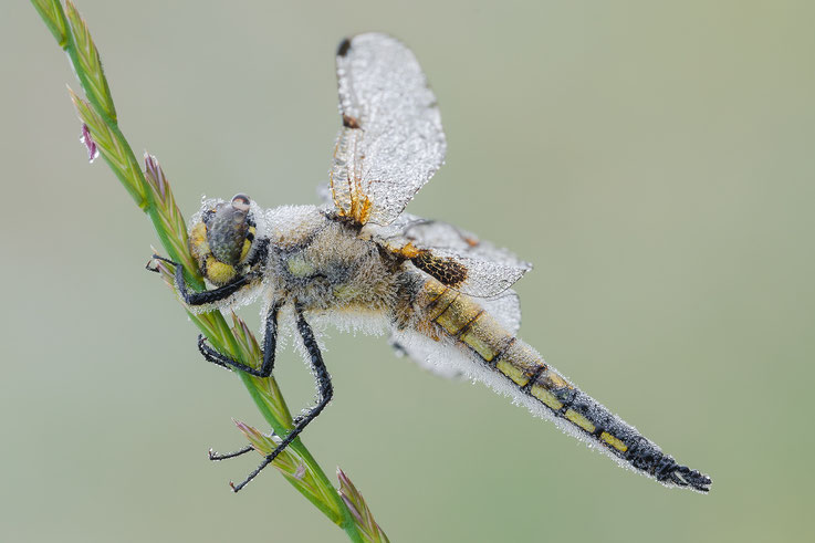 Libellula quadrimaculata