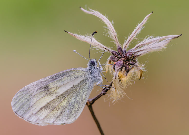 Leptidea sinapis