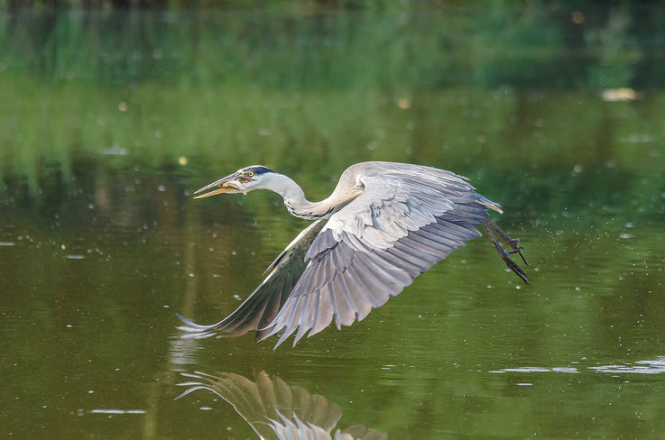 Airone cinerino con preda Ardea cinerea (Linnaeus, 1758)