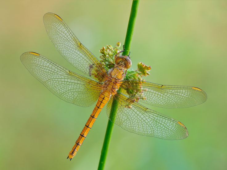 Orthetrum coerulescens - femmina, Nikon D300S,Tamron 180,f16,1/4s,iso 200,treppiede,plamp,alzata specchio,scatto remoto, panellini