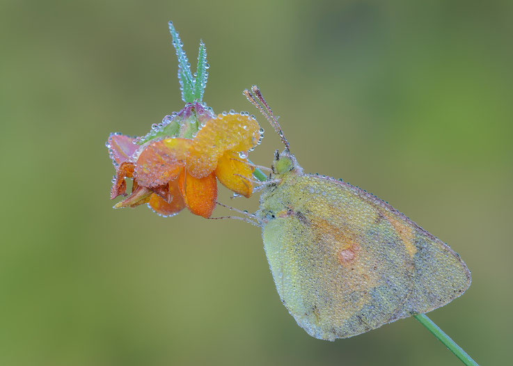 Colias crocea 