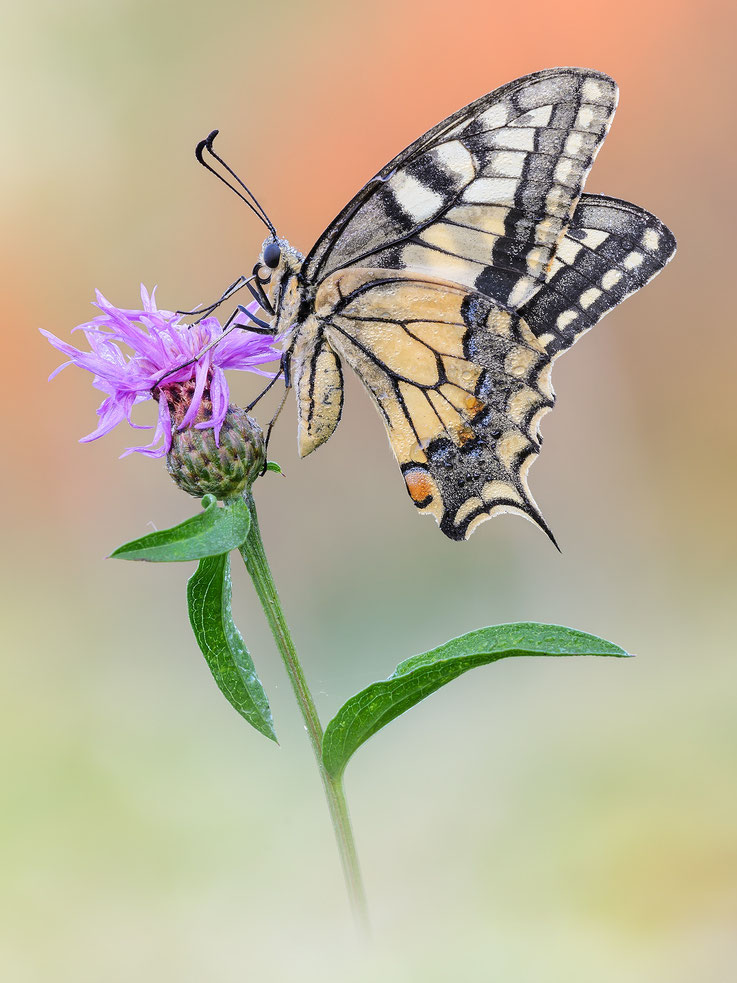 Papilio machaon