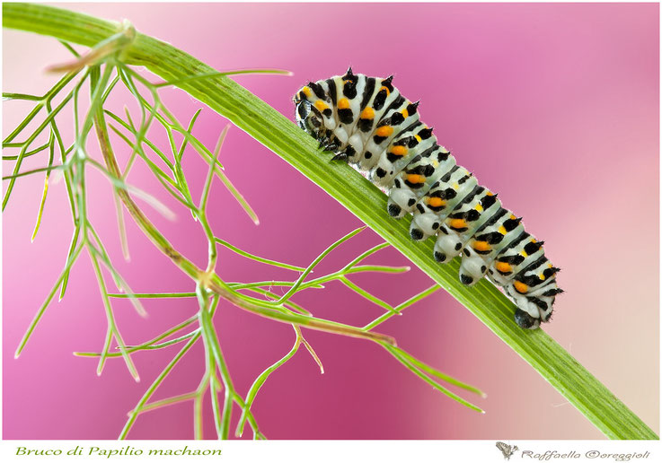 bruco di Papilio machaon, Nikon D300s, Tamron SP 180mm f/3.5 Di LD Macro, 1/6 f/13.0, ISO 400, treppiede. 