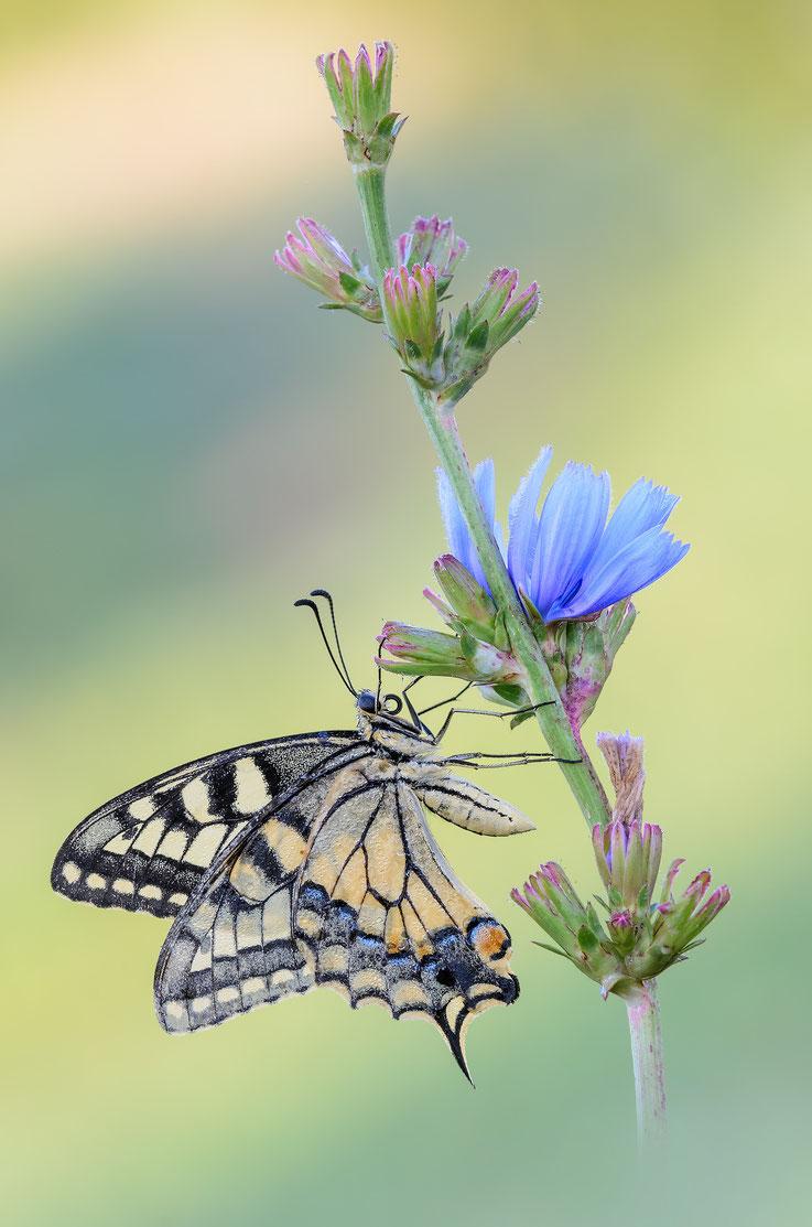 Papilio machaon 