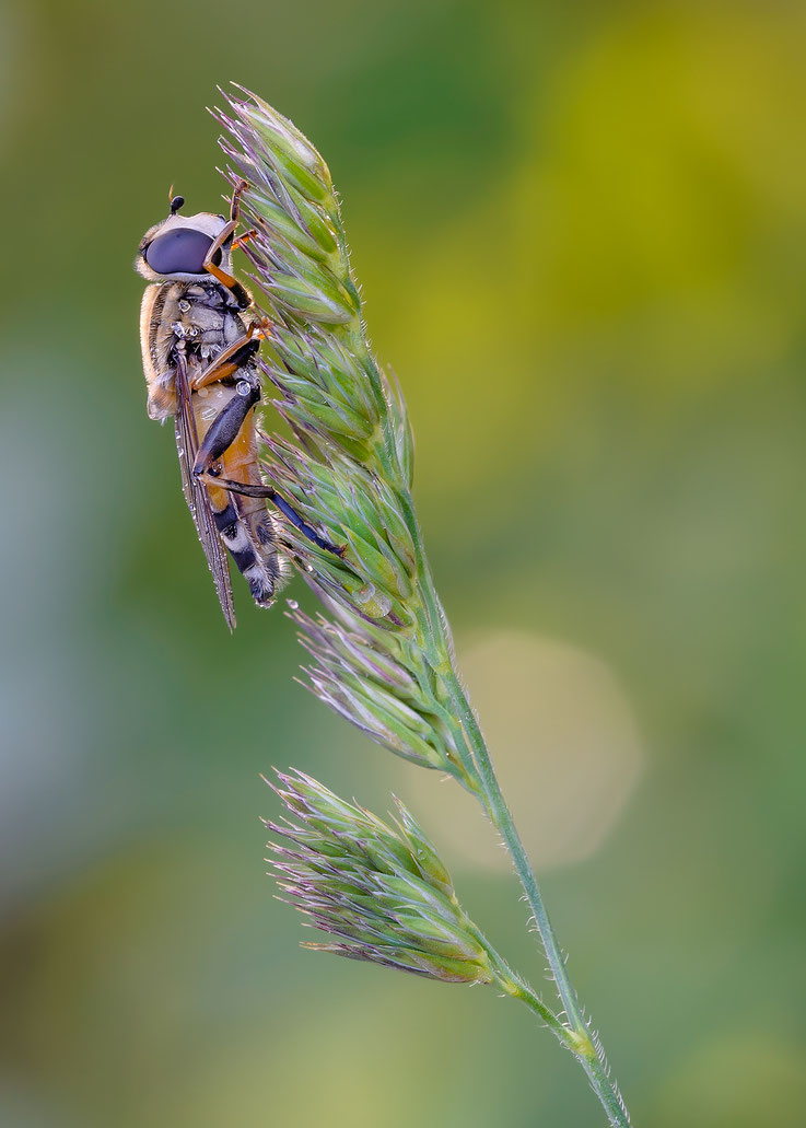 Helophilus trivittatus (Fabricius, 1805) ♀