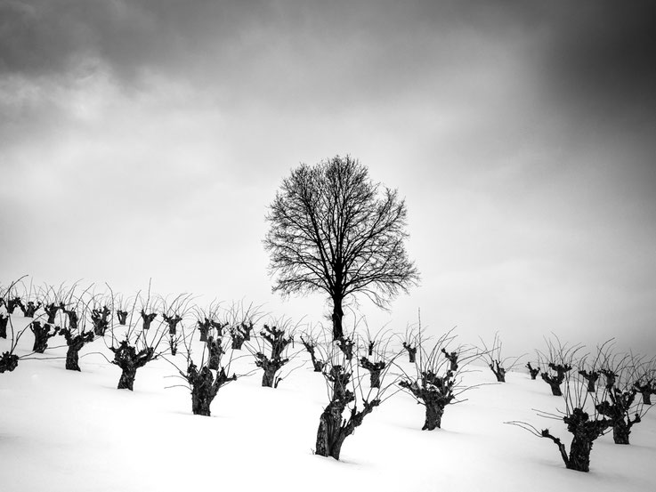 alleinstehender Baum ohne Blätter inmitten in einer Plantage mit vielen stark zurückgeschnittenen Apfelbäumen im Schnee, schwarzweißes Winterbild