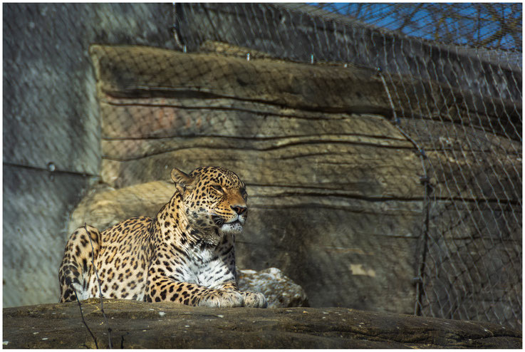 Tierpark Dählhölzli Bern Zoo