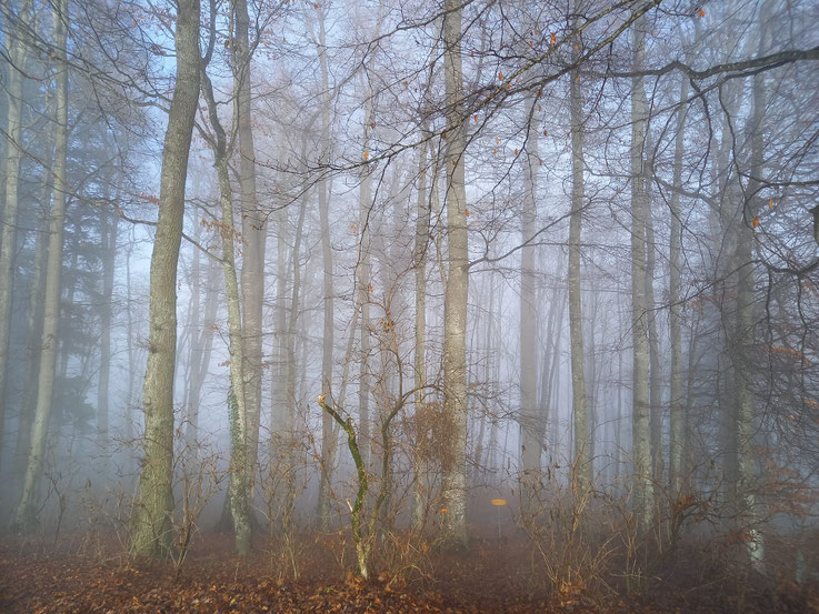 GURTEN Hausberg der Stadt Bern - liebevoll Güsche genannt - Foto: Jean-Jacques Magnin