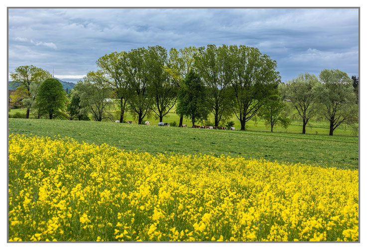 Rapsfelder Frühling gelb grün Bäume Landwirtschaft