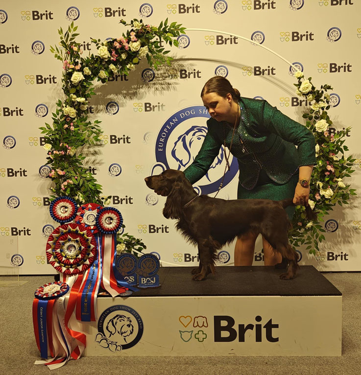 "Vom Belauer See Tennessee Waltz" BOS und Best Junior auf der Europasieger Show in Brno 2025.