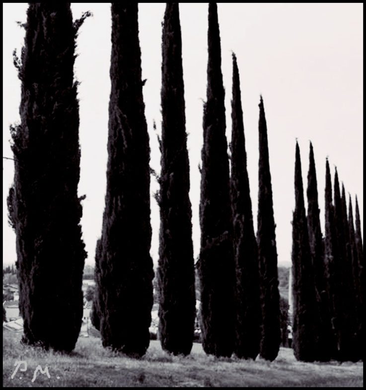 Pedro Meier, Zypressen, Provence Südfrankreich, Nostalgie, Memory Science-Fiction, Paraphrase & Hommage an Jean-Henri Fabre, Insektenforscher, Fine-art photography Pedro Meier Lyriker Haiku Schriftsteller, Multimedia Künstler Künstlerlexikon SIKART Zürich