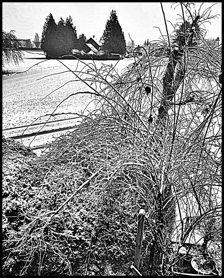 Pedro Meier Aussicht Atelierfenster, Schnee, gebrochenes Anthrazit, diffuses Januarlicht neblige Stimmung, Heckenrosen, Hundsrosen, Heiderosen, Atelierhaus Niederbipp, Pedro Meier Schriftsteller, Multimedia Artist – Chronik des Augenblicks – SIKART Zürich