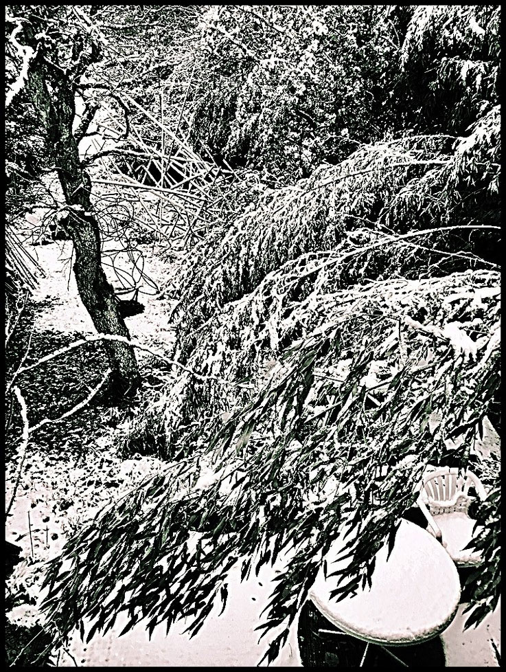 Pedro Meier, Erster Schnee im Bambushain, Winter Haiku, Atelier Niederbipp am Jurasüdfuss, Skulpturengarten, Winterschlaf, Schneelast, gekrümmter, geträumter Bambus, Pedro Meier Lyriker Schriftsteller, Multimedia Künstler 2025 Enzyklopädie der Einsamkeit