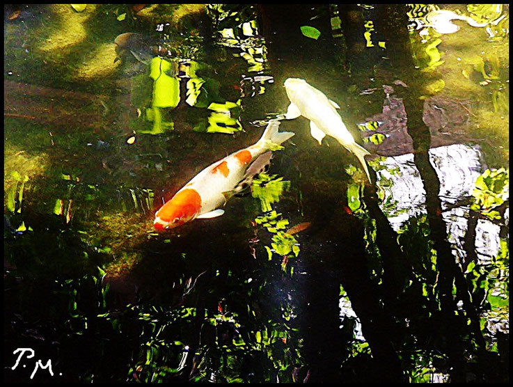 Pedro Meier Ateliergarten mit Koi Zierkarpfen, Atelier von 1978-1988 am Golf von Siam, Bang Saen Beach, Thailand – Der Koi-Karpfen Mythologie und Symbolik. Foto Pedro Meier Schriftsteller Lyriker, Multimedia Artist, Conceptual Art, Spoken Word Performance