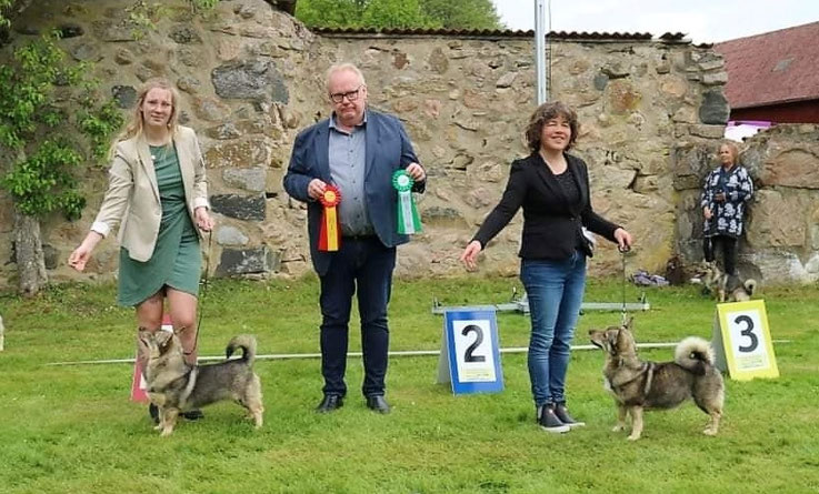 Johnny Andersson judge dogs shows västgötaspets nordic Swedish Vallhund