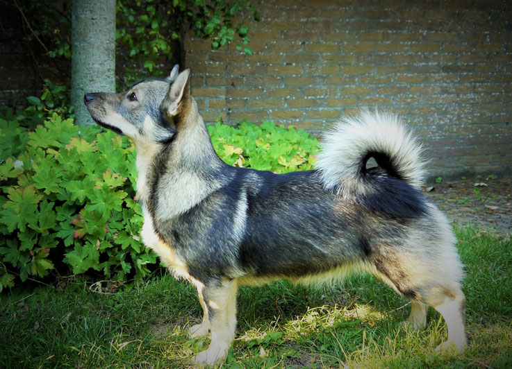 Västgötaspets Sharinjah Simasuu (Niike)