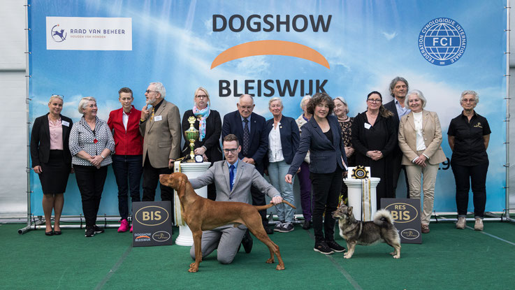 Västgötaspets Swedish Vallhund Sharinjah Simasuu Reserve best in show RBIS Bleiswijk 