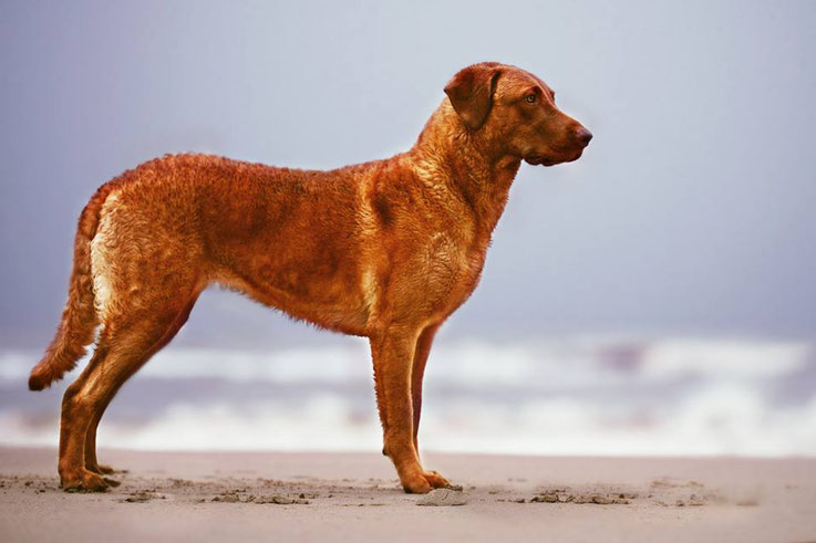 Sedge Chesapeake Bay Retriever