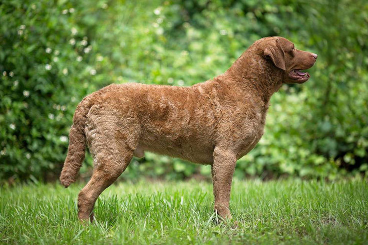 Sedge Chesapeake Bay Retriever