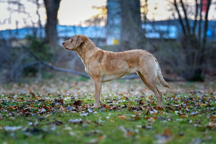 Sedge Chesapeake Bay Retriever