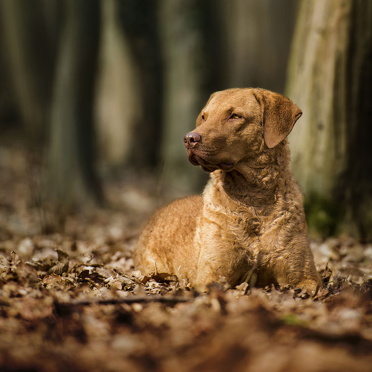 Purl Oakleaf Manor Chesapeake Bay Retriever Welpen Chessie 