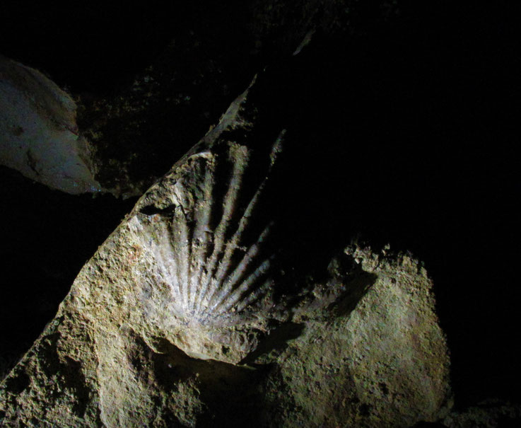 Fossil in der Höhle