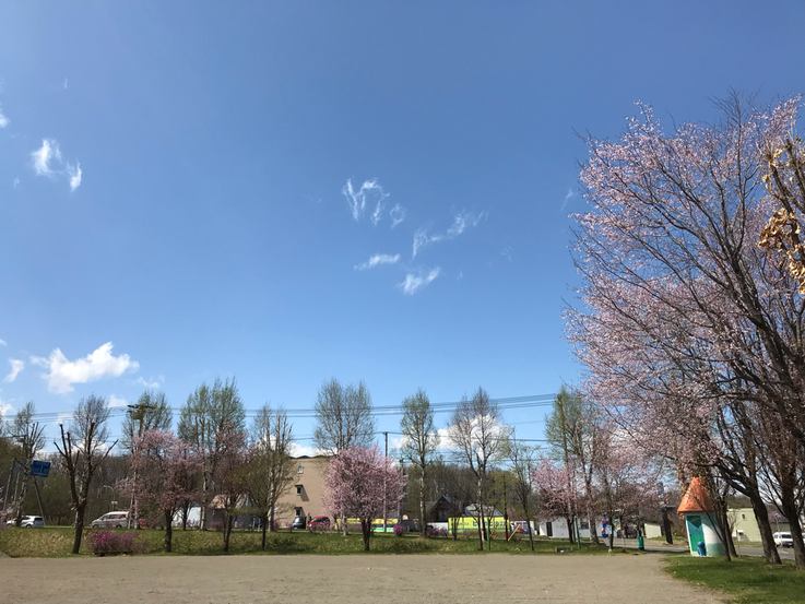 近所には春に綺麗な桜が咲く公園があります