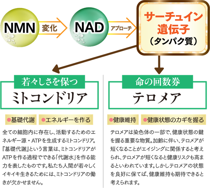 NMNの仕組み