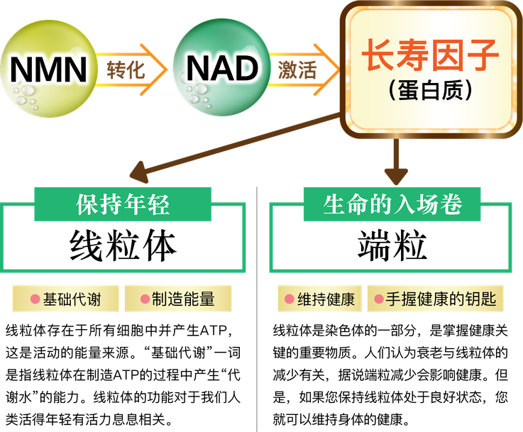 NMNの仕組み