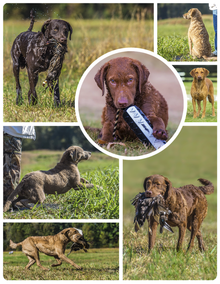 Chesapeake Bay Retriever Dyane Baldwin Oakleaf Manor Thora Eichblatt 