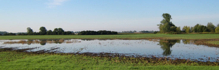 Feldpfütze bei Thöringswerder (09/2010)